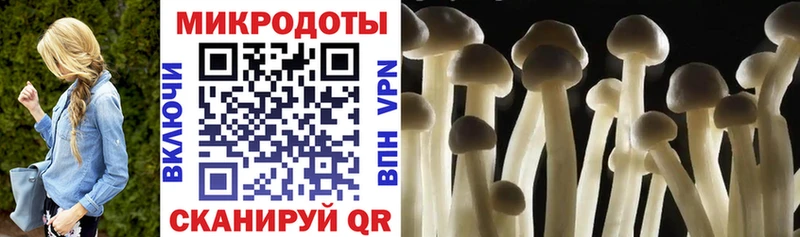 Псилоцибиновые грибы Psilocybine cubensis  Дербент 
